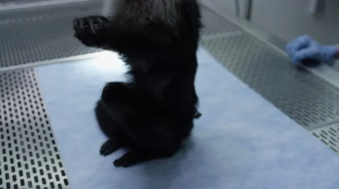 Ill monkey sitting on table at veterinary clinic Vídeos de archivo 67555388