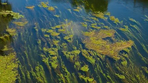 Ill river current flowing over green aquatic plants Stock Photos