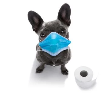 Ill sick dog with illness and face mask , cornavirus all over Stock Photos