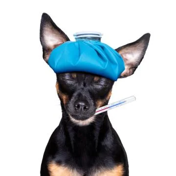 Ill sick dog with illness and face mask Stock Photos