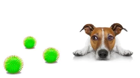 Ill sick dog with illness  , coronavirus all over Stock Photos