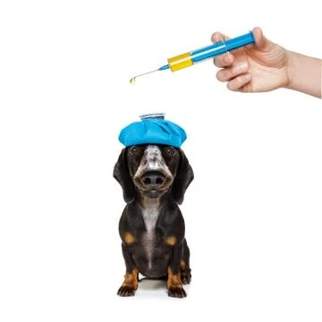 Ill sick dog with illness Foto stock