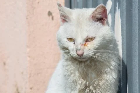 Ill white cat Stock Photos
