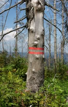 Ill withered tree with dry bark is marked by red stripe to be cutted down Stock Photos
