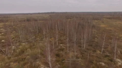 Illegal amber mining. Consequences of amber digging at autumn. Stock Footage 113277453