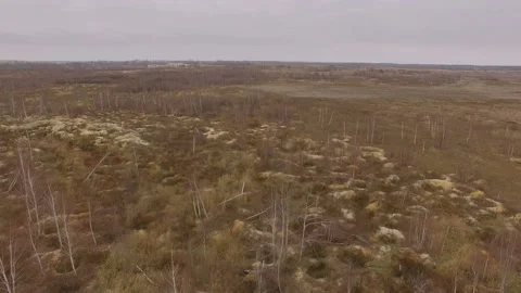 Illegal amber mining. Consequences of amber digging at autumn. Stock Footage 113278164