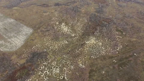 Illegal amber mining. Consequences of amber digging at autumn. Stock Footage 113539727