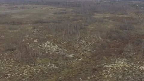 Illegal amber mining. Consequences of amber digging at autumn. Stock Footage 119450378