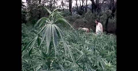 Illegal Cannabis Eradication: Men Removing Marijuana Crop (1982) Stock Footage 261122945