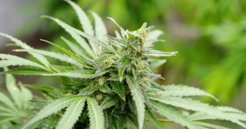 Illegal cannabis plants marijuana THC ready for harvest, close up, 4K Stock Footage 68585388