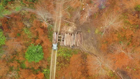 Illegal deforestation. Aerial view. Thieves load tree trunks on a truck. Stock Footage 144602832