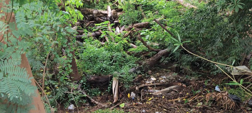 Illegal deforestation Stock Photos