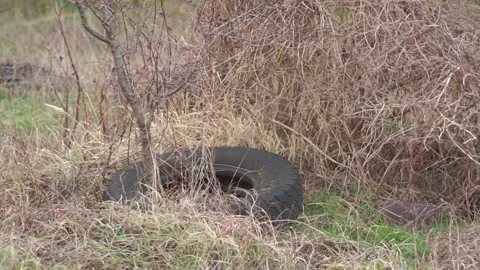 Illegal dumping Stock Footage 147942907