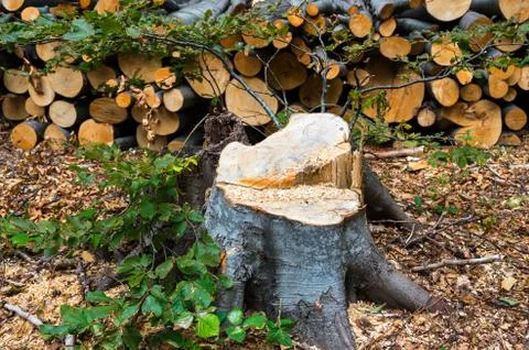 Illegal felling of trees in the forest Stock Photos