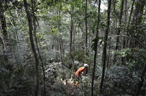 Illegal forest encroachment Stock Photos