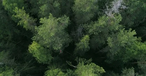 Illegal forest logging Video stock 78777769