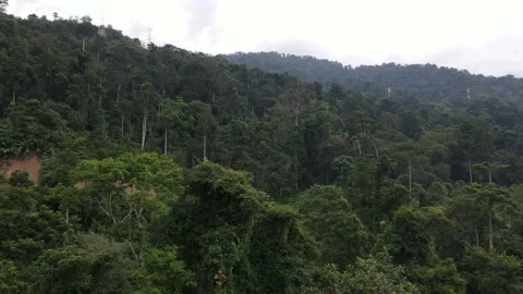 Illegal logging activities on tropical Forest of East Coast Malaysia Stock Footage 147344032