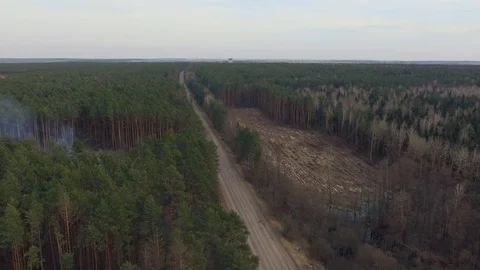 Illegal logging of forest. Destruction of trees. Environmental degradation Video stock 107807391