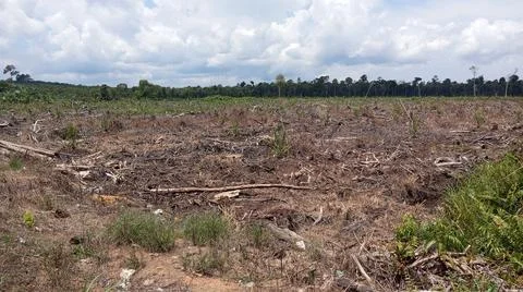 Illegal logging 스톡 사진