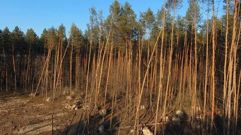 Illegal logging of pine forest. Destruction of trees. Environmental degradation Stock Footage 107807382