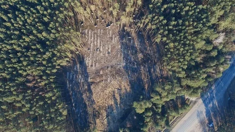 Illegal logging of pine forest. Destruction of trees. Environmental degradation Видео 107807441