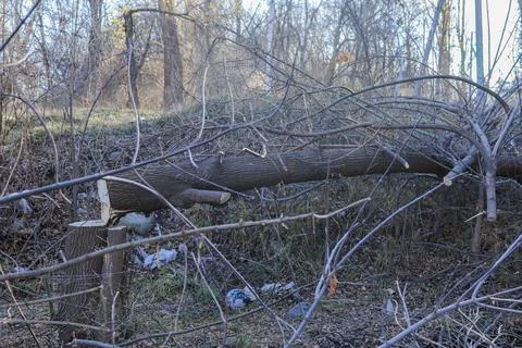Illegal logging of trees in the forest Stock Photos