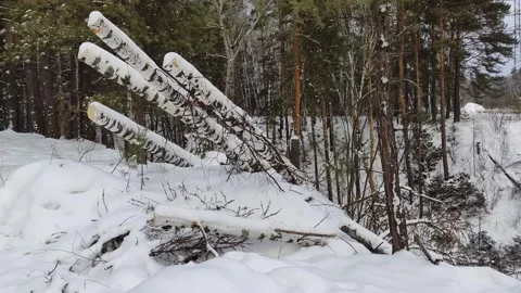 Illegal logging in the winter forest. Stock Footage 296737115