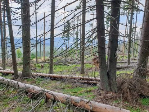 Illegal pine tree cutting in Apuseni, Transylvania Stock Photos