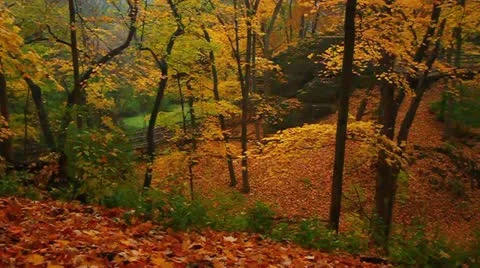 Illinois Autumn Forest Stock Footage 21978419