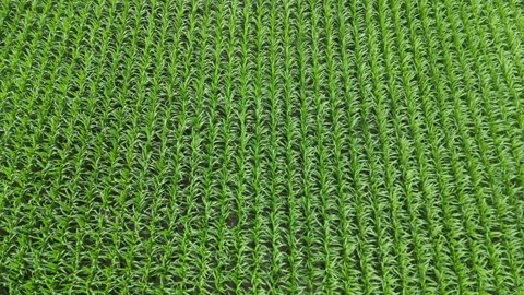 Illinois Corn Field Low Flyover Stock Footage 247339813
