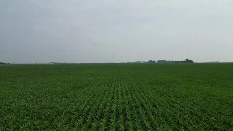 Illinois Corn Field Low Windy Stock Footage 247339626