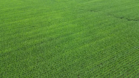 Illinois Corn Flyover pan down Cloudy Stock Footage 247339913