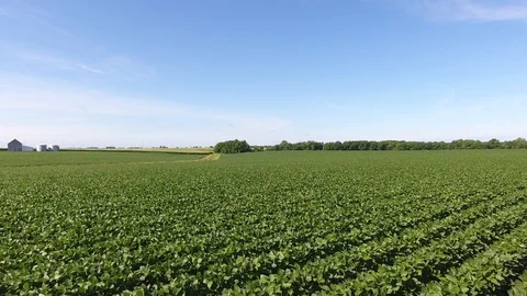 Illinois Cornfields Video stock 89143798