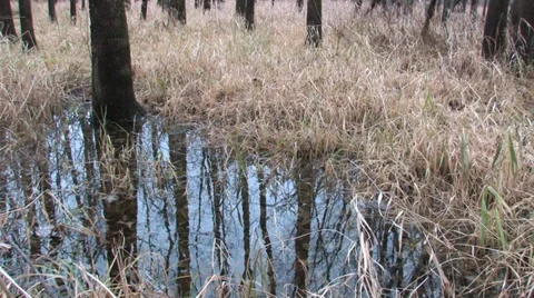 Illinois Forest daytime Stock Footage 37159618