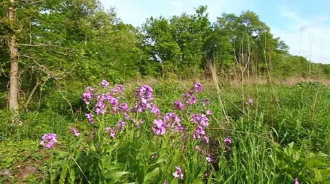 Illinois Prairie Scene Video stock 22240873
