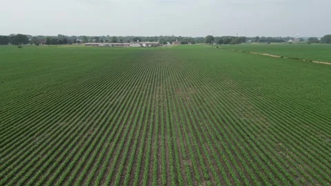 Illinois Soy Field Vert Low Flyover Stock Footage 247340080