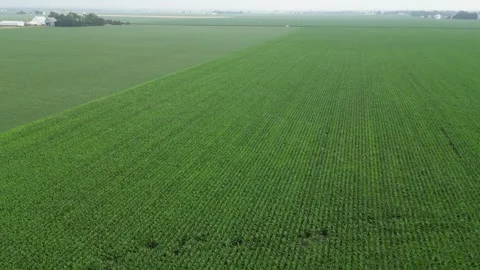 Illinois Vertical Corn Rows with a turn left to view a farmhouse - cloudy Stock Footage 247340217