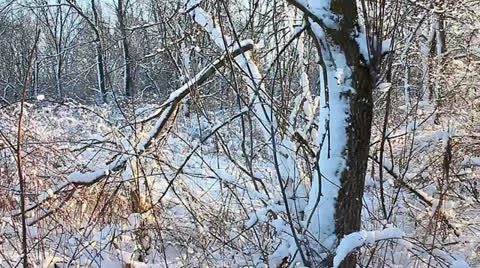 Illinois Winter Scenery Video stock 23065578