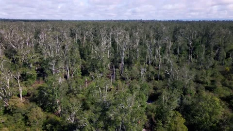 Illipe nut tree Stock Footage 203742189