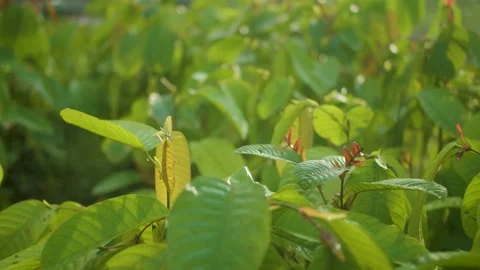 Illipe plant Stock Footage 214393142