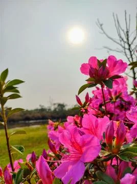 Illuminated azalea Stock Photos