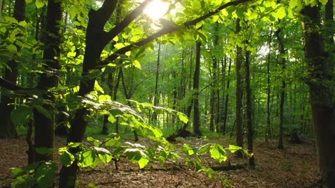 Illuminated branches of a small beech tree in a forest Stock Footage 340212341