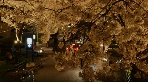Illuminated cherry blossom tree at night Stock Footage 48704383