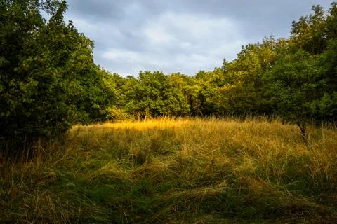 Illuminated clearing in the forest Stock Photos