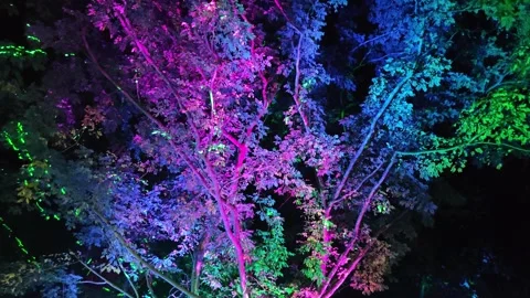 Illuminated colorful trees at night. Stock Footage 341333208