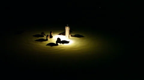 Illuminated ducklings at night Vidéo 52351470