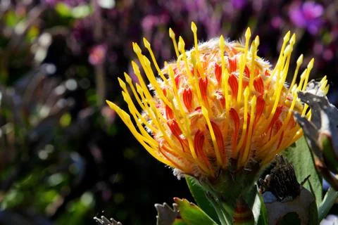 Illuminated Flower Stock Photos