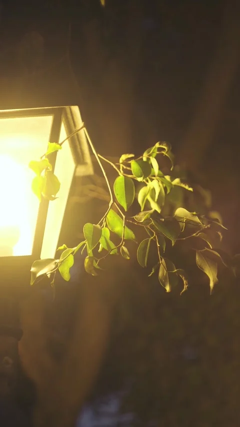 Illuminated Foliage Stock Footage 283464139