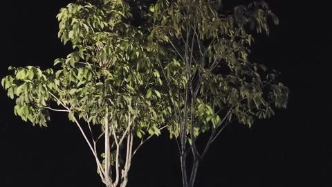 Illuminated green trees blowing in the wind at  night Stock-Footage 342144183
