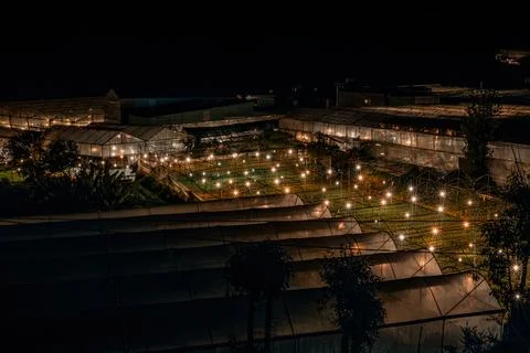 Illuminated Greenhouse Complex at Night Stockfoto's